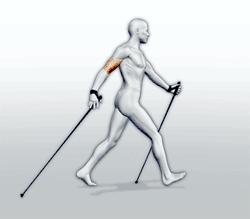 Nordic Walking